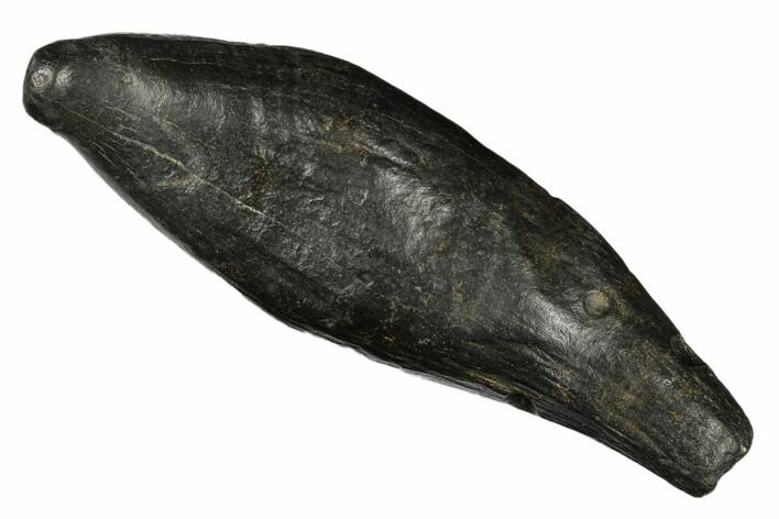 Fossil Sperm Whale (Scaldicetus) Tooth - South Carolina #176143